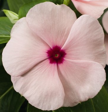 Катарантус розовый (Vinca rosea)