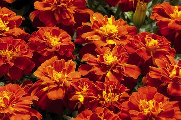 Бархатцы отклоненные (Tagetes patula)