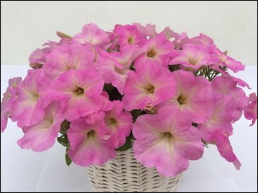 Петуния ампельная гибридная (Petunia x hybrida)