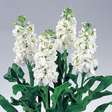 Левкой седой (Matthiola incana)