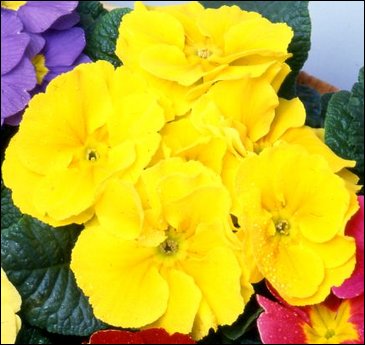 Примула бесстебельная (Primula acaulis)