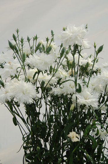 Гвоздика гибридная махровая (Dianthus interspecific)