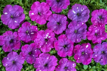 Петуния многоцветковая (Чехия) (Petunia multiflora)