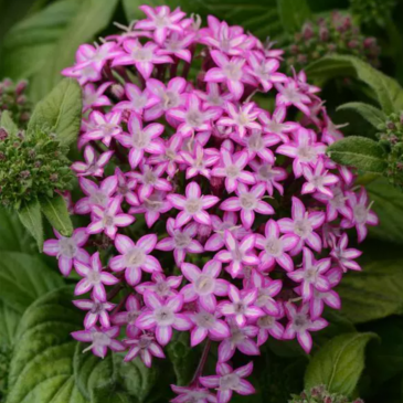 Пентас ланцетовидный (Pentas lanceolata)