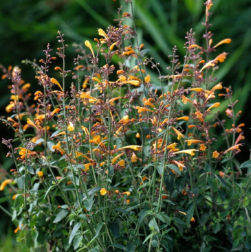 Многоколосник золотистый (Agastache aurantiaca)