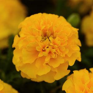 Бархатцы отклоненные (Tagetes patula) Бархатцы отклоненные (Tagetes patula)
