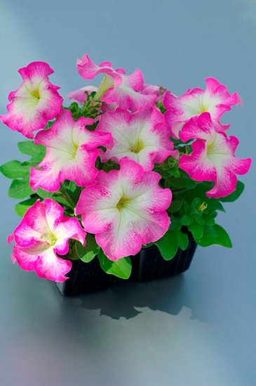 Петуния крупноцветковая (Petunia grandiflora)