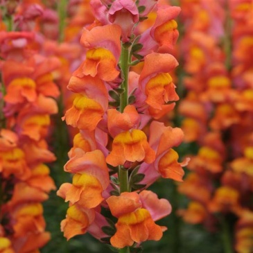 Львиный зев (Антирринум) большой (Antirrhinum majus)