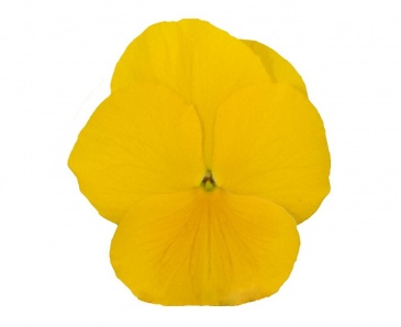 Виола Виттрока (Viola wittrockiana)