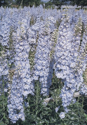 Дельфиниум гибридный (Delphinium hybrida)