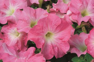 Петуния крупноцветковая (Petunia grandiflora)