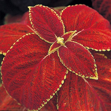 Колеус Блюме (Coleus blumei)