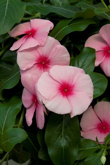 Катарантус розовый ампельный (Vinca rosea)