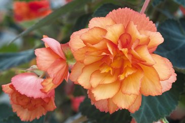 Бегония клубневая махровая ампельная (Begonia tuberhybrida)