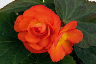 Бегония клубневая махровая (Begonia tuberhybrida)