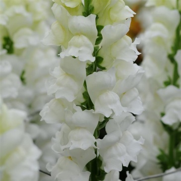 Львиный зев (Антирринум) большой (Antirrhinum majus)