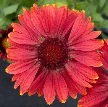 Гайлардия остистая крупноцветковая (Gaillardia aristata grandiflora)
