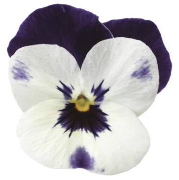 Виола рогатая (Viola cornuta)