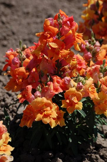 Львиный зев (Антирринум) махровый (Antirrhinum majus)