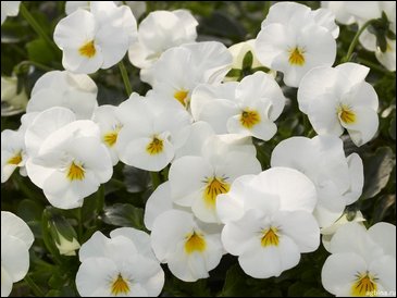 Виола рогатая (Viola cornuta)
