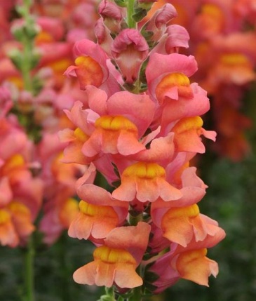 Львиный зев (Антирринум) большой (Antirrhinum majus)