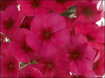 Флокс Друммонда (Phlox drummondii)