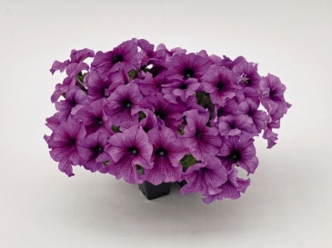 Петуния крупноцветковая (Petunia grandiflora)