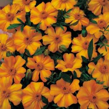 Бархатцы отклоненные (Tagetes patula)