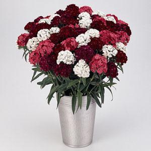 Гвоздика турецкая (Dianthus barbatus)