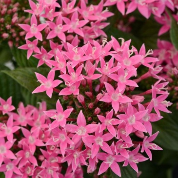 Пентас ланцетовидный (Pentas lanceolata)