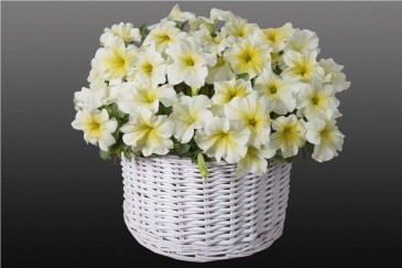 Петуния ампельная гибридная (Petunia x hybrida)