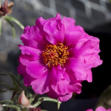 Портулак крупноцветковый (Portulaca grandiflora)