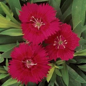 Гвоздика китайская х турецкая (Dianthus chinensis  x barbatus)