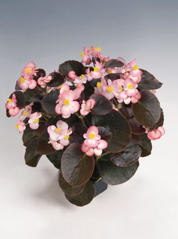 Бегония вечноцветущая (бронзовая листва) (Begonia semperflorens)