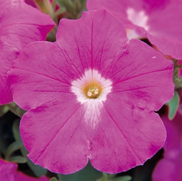 Петуния ампельная гибридная (Petunia х hybrida)
