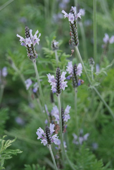 Лаванда многонадрезная (Lavandula multifida)
