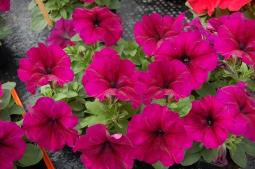 Петуния многоцветковая (генетически компактная) (Petunia multiflora)