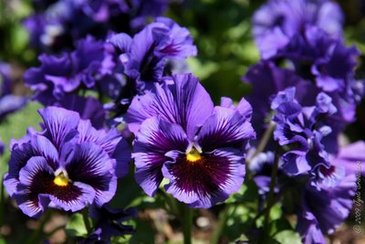 Виола виттрока махровая (Viola wittrockiana)