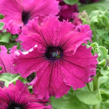 Петуния крупноцветковая (Petunia grandiflora)