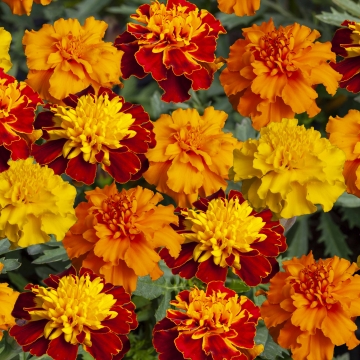 Бархатцы отклоненные (Tagetes patula)
