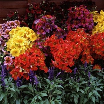 Сальпиглоссис выемчатый (Salpiglossis sinuata)