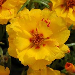Портулак крупноцветковый (Portulaca grandiflora) Портулак крупноцветковый (Portulaca grandiflora)
