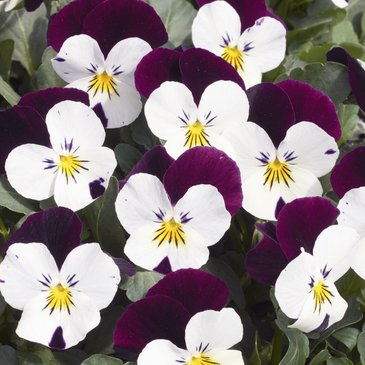 Виола рогатая (Viola cornuta)