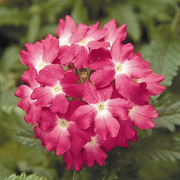 Вербена гибридная (Verbena hybrida)