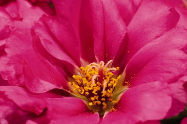 Портулак крупноцветковый (Portulaca grandiflora)