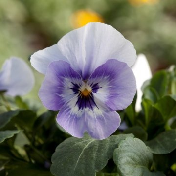 Виола рогатая (Viola cornuta)