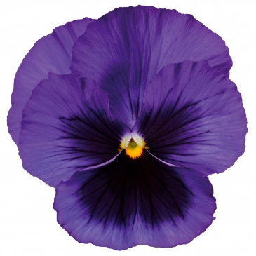 Виола Виттрока (Viola wittrockiana)