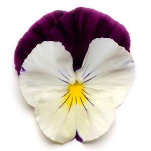 Виола виттрока ампельная (Viola wittrockiana)
