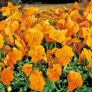 Виола рогатая (Viola cornuta)