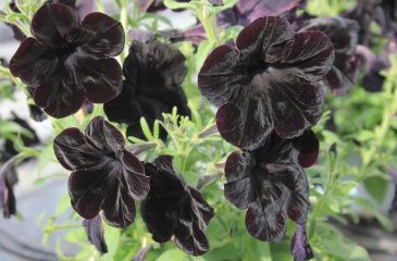 Петуния ампельная гибридная (Petunia x hybrida)